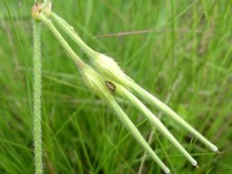 Pelargonium alchemilloides green fruit